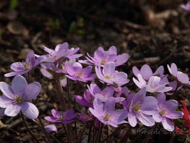 Hepatica nob.Rosea EL.JPG